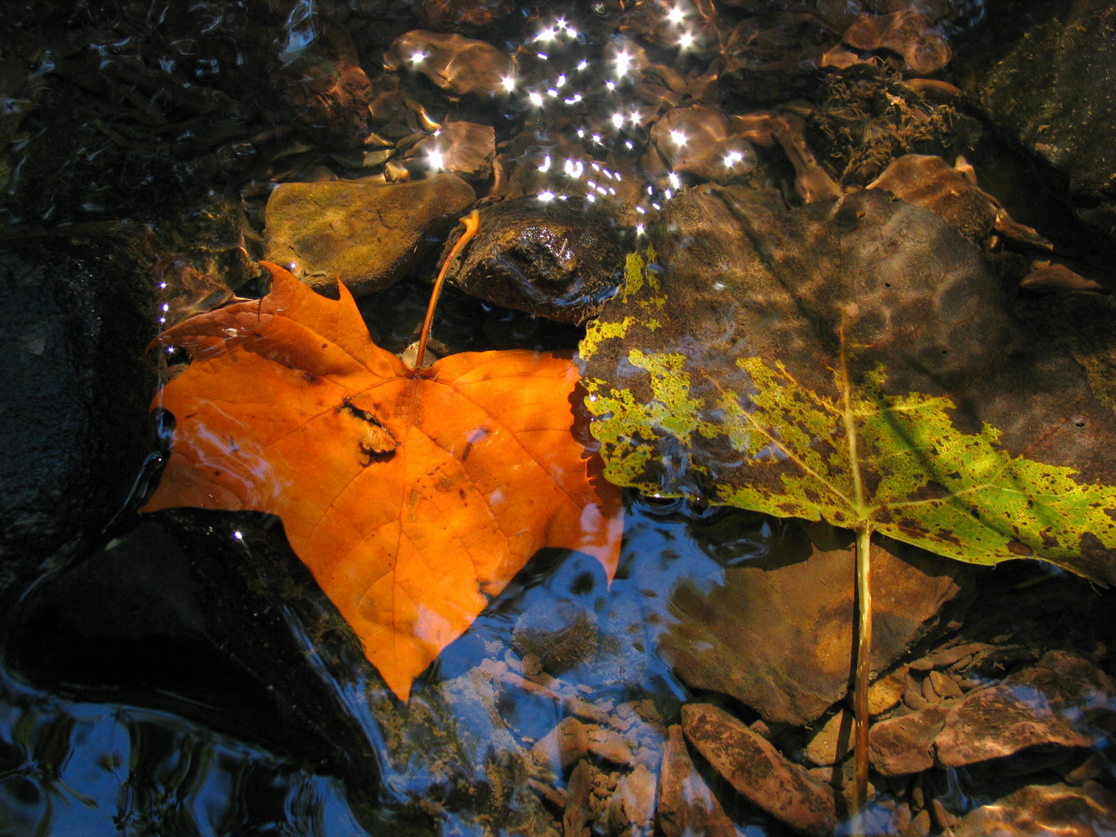 Water Leaf