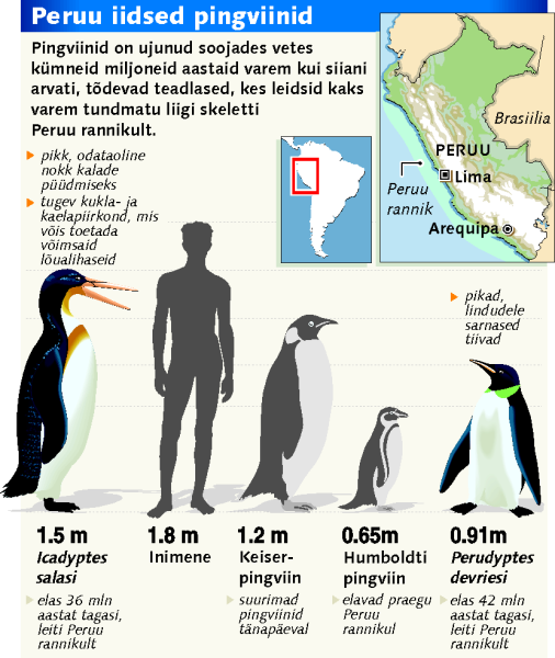 iidsed pingviinid