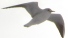 Kasutaja avatar